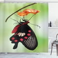 thumbnail image 1 of Ambesonne Swallowtail Shower Curtain, Open Cocoon, 69"Wx75"L, Red Black Green, 1 of 3