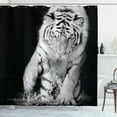 thumbnail image 1 of Ambesonne Tiger Shower Curtain, Large Cat Plays in Water, 69"Wx84"L, Black Pale Grey, 1 of 3