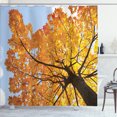thumbnail image 1 of Ambesonne Tree Shower Curtain, Maple Leaves Fall Autumn, 69"Wx75"L, Orange Blue, 1 of 5
