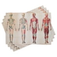 thumbnail image 1 of Ambesonne Vintage Place Mats Set of 4, Anatomy Human Body, Standard Size, Ruby Cream, 1 of 6