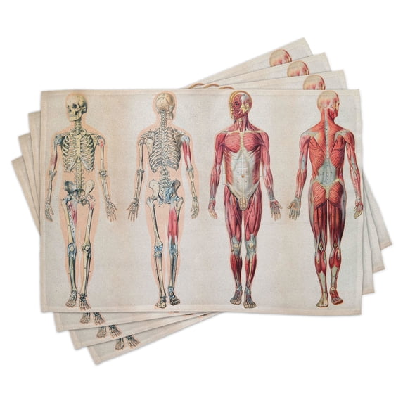 Ambesonne Vintage Place Mats Set of 4, Anatomy Human Body, Standard Size, Ruby Cream