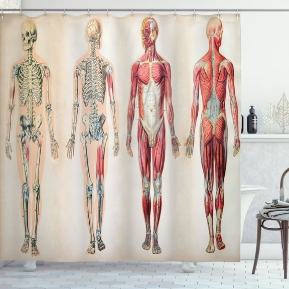 Ambesonne Vintage Shower Curtain, Anatomy Human Body, 69"Wx70"L, Ruby Cream