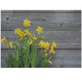 Ambesonne Yellow Flower Jigsaw Puzzle Durable Cardboard, Daffodil