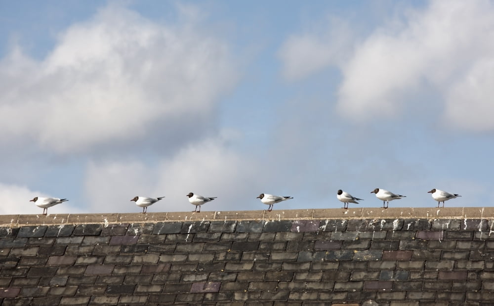 Amble Northumberland England Birds Lined Up In A Row Along The Peak Of A Roof Canvas Art - John Short Design Pics (38 x 24)