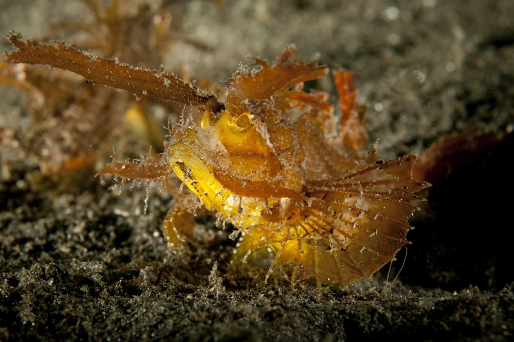 Ambon scorpionfish Lembeh Strait Indonesia Canvas Art - Steve JonesStocktrek Images (18 x 12)