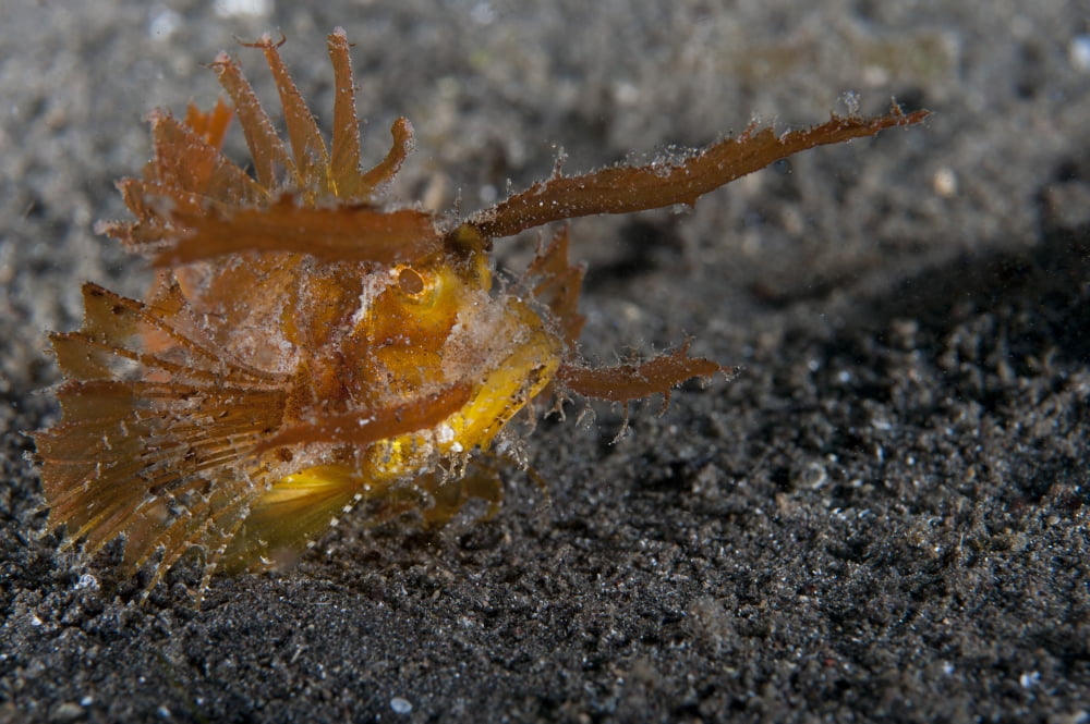 Ambon scorpionfish Lembeh Strait Indonesia Canvas Art - Steve JonesStocktrek Images (18 x 12)