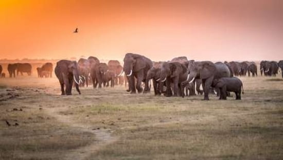 Amboseli Morning Stroll To Starbucks Canvas Art - Jeffrey C Sink (12 x 18)