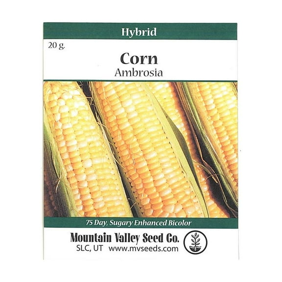 Ambrosia Hybrid Corn Garden Seeds - 20 Gram Packet - Non-GMO, Bi-Color SE Vegetable Gardening Seeds & Microgreens Corn Shoots