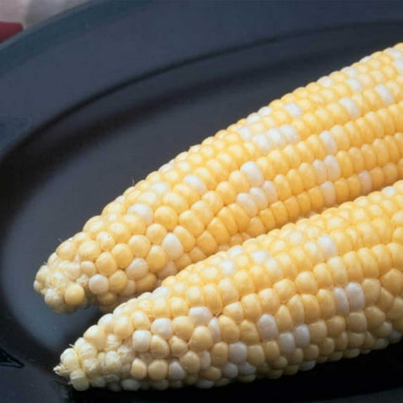 Ambrosia Hybrid Corn Garden Seeds (Treated) - 1 Lb - Non-GMO, Bi-Color SE Vegetable Gardening Seeds - Yellow & White