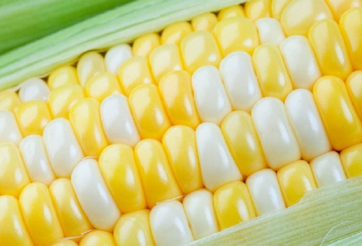 Ambrosia Hybrid Sweet Corn Seeds, 100 Count, Fast Grower, DIY Gift ...