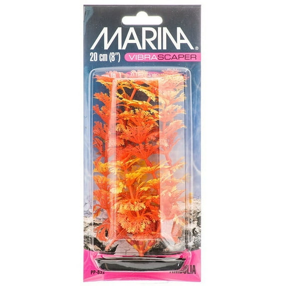 Ambulia, Orange/Yellow