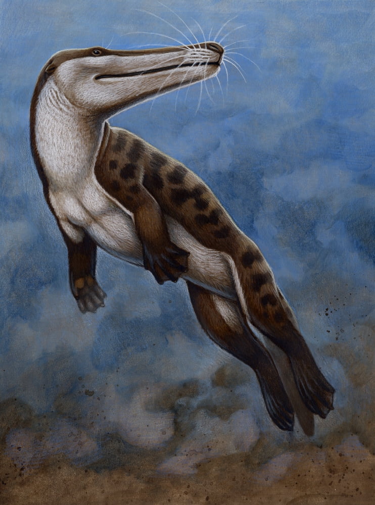 Ambulocetus natans an early cetacean that lived in the Early Eocene epoch Canvas Art - H Kyoht LutermanStocktrek Images (24 x 33)