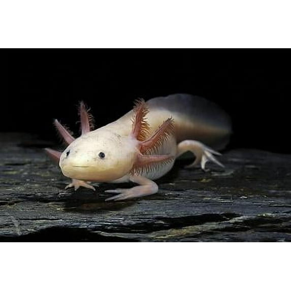 Ambystoma Mexicanum F. Leucistic (Axolotl), Animals Unframed Photographic Print Wall Art by Paul Starosta Sold by Art.Com