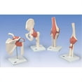 thumbnail image 1 of American 3B Scientific BBBA38 Functional Hip Joint Model, 1 of 1