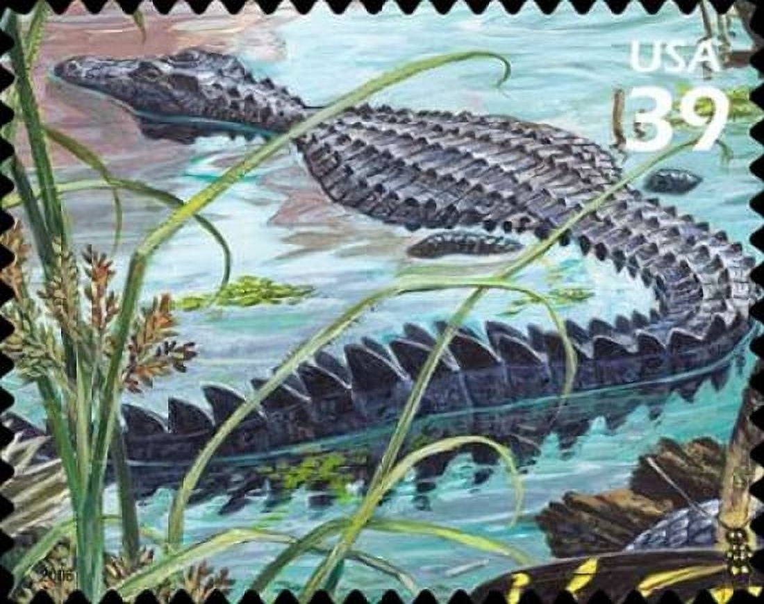 American Alligator Canvas Art - US POSTAL SERVICE (24 x 30)