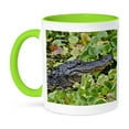 thumbnail image 1 of American Alligator, Corscrew Swamp Sanctuary, Florida - Us10 Aje0179 - Adam Jones, 15oz Two-Tone Green Mug, 1 of 7