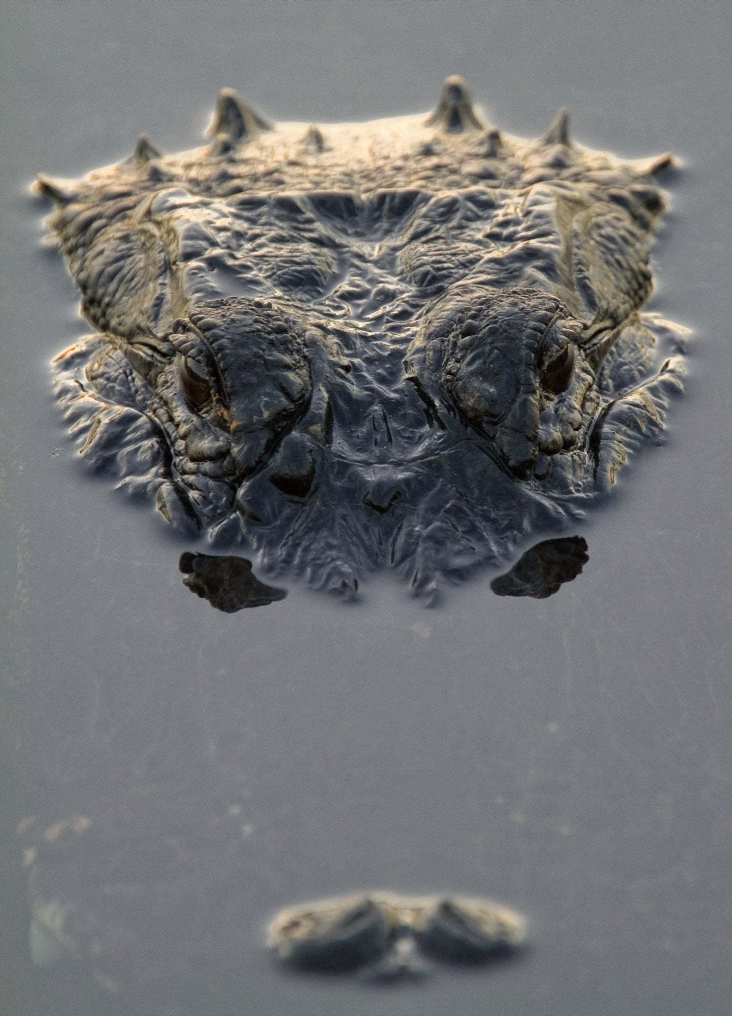 American Alligator Everglades National Park Florida Canvas Art - Robert Postma Design Pics (11 x 16)