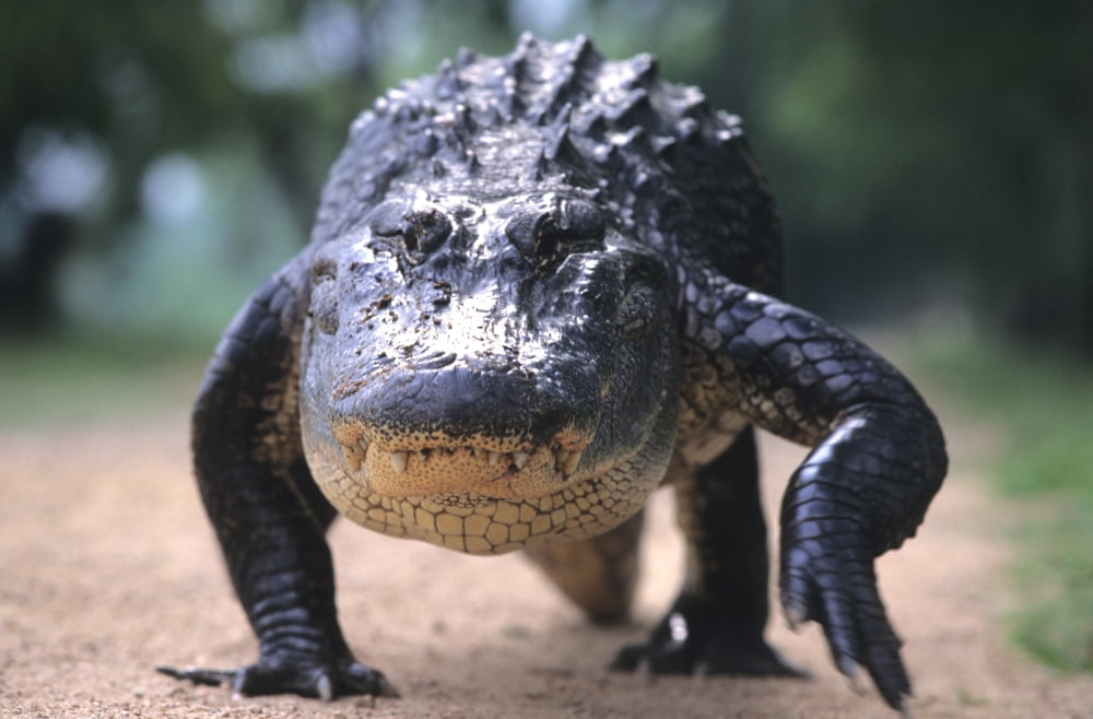 American Alligator Walking On A Trail Brazos Bend State Park Fort Bend County Texas Canvas Art - Philippe Henry Design Pics (34 x 22)