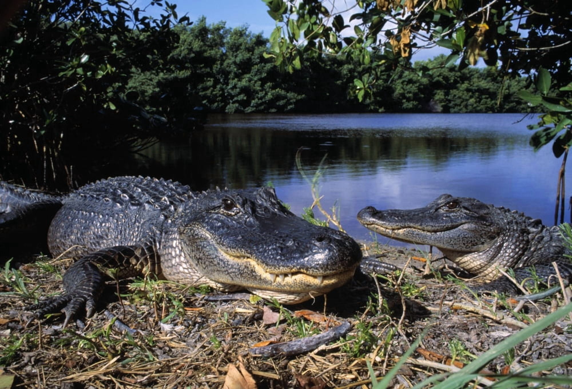 American Alligators Canvas Art - Natural Selection David Ponton Design Pics (18 x 12)