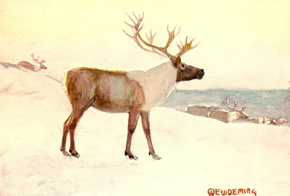 American Animal Life 1916 Caribou Canvas Art - EW Deming (24 x 36)