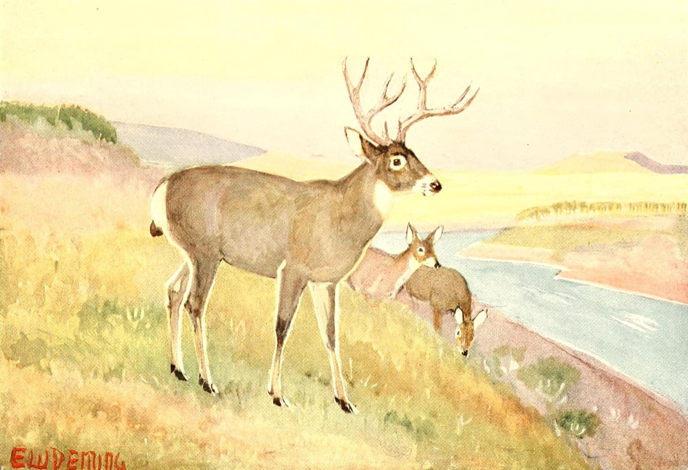 American Animal Life 1916 Deer Canvas Art - EW Deming (24 x 36)