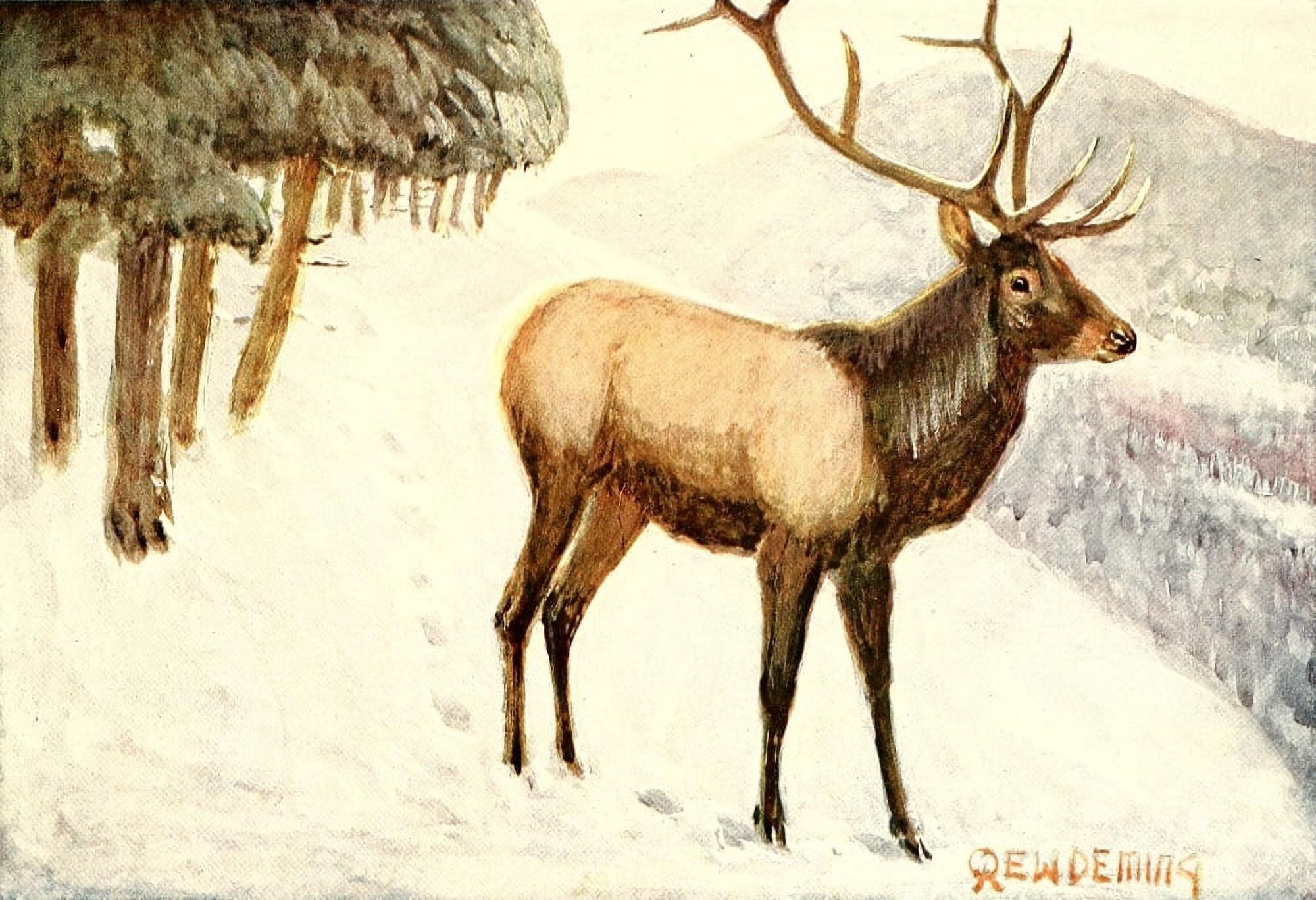 American Animal Life 1916 Elk Canvas Art - EW Deming (18 x 24)