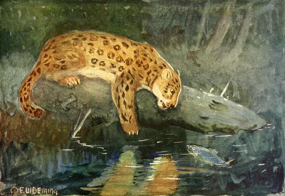 American Animal Life 1916 Jaguar Canvas Art - EW Deming (24 x 36)