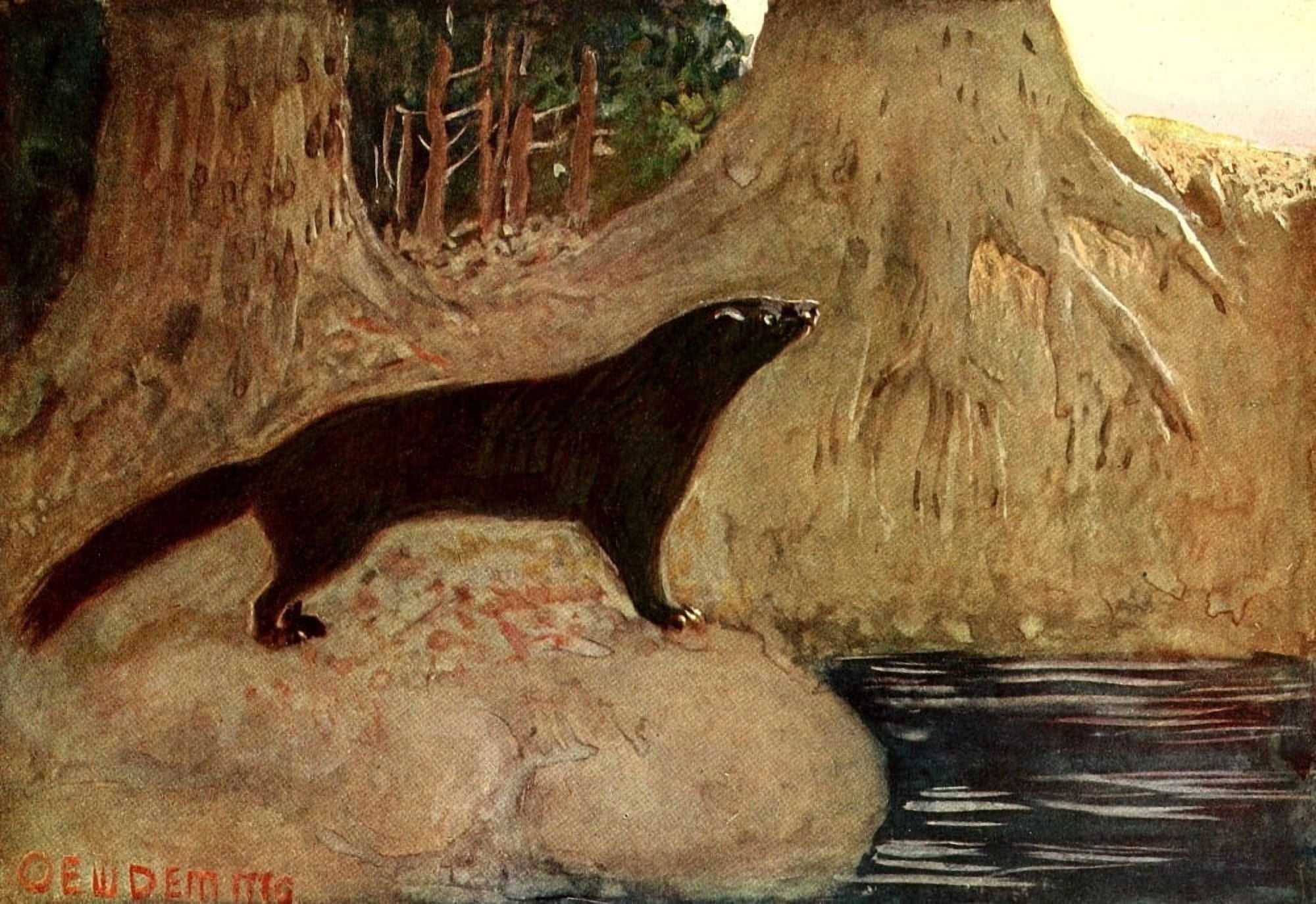 American Animal Life 1916 Mink Canvas Art - EW Deming (18 x 24)