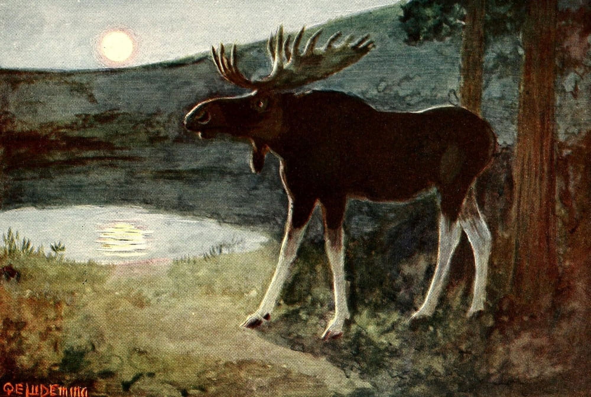 American Animal Life 1916 Moose Canvas Art - EW Deming (18 x 24)