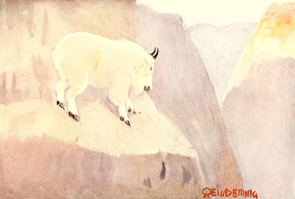 American Animal Life 1916 Mountain Goat Canvas Art - EW Deming (24 x 36)