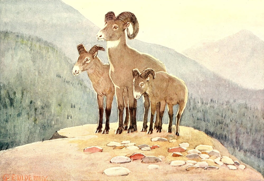 American Animal Life 1916 Mountain Sheep Canvas Art - EW Deming (24 x 36)