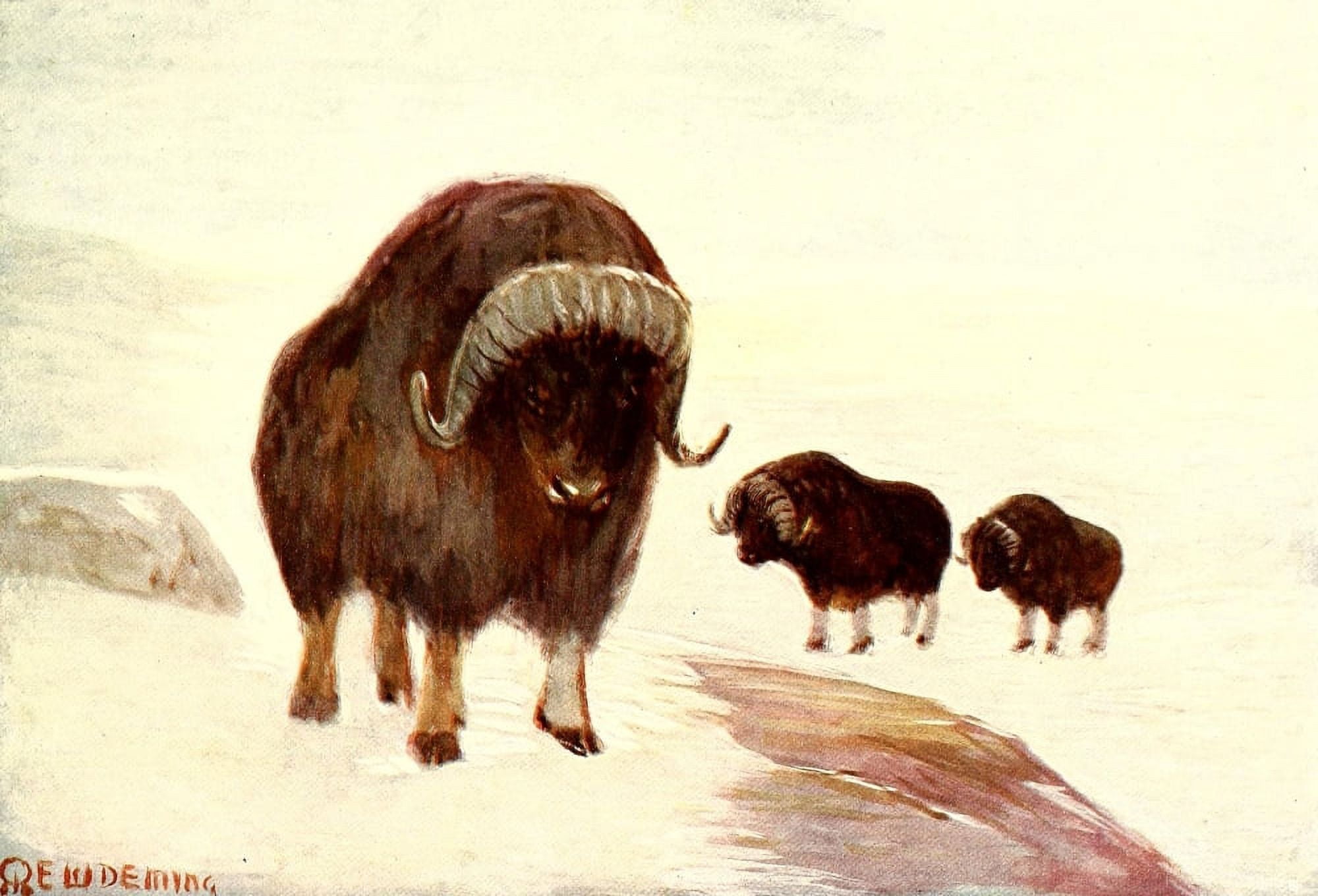 American Animal Life 1916 Musk Ox Canvas Art - EW Deming (18 x 24)