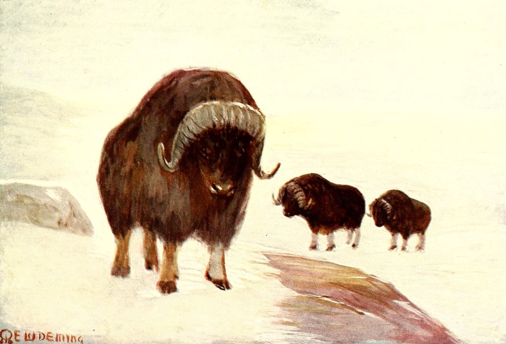 American Animal Life 1916 Musk Ox Canvas Art - EW Deming (24 x 36)