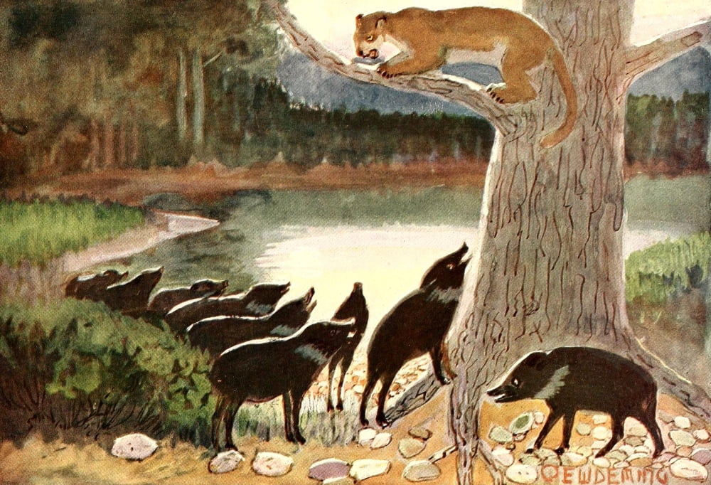American Animal Life 1916 Puma Canvas Art - EW Deming (18 x 24)
