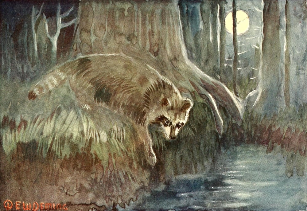 American Animal Life 1916 Racoon Canvas Art - EW Deming (24 x 36)