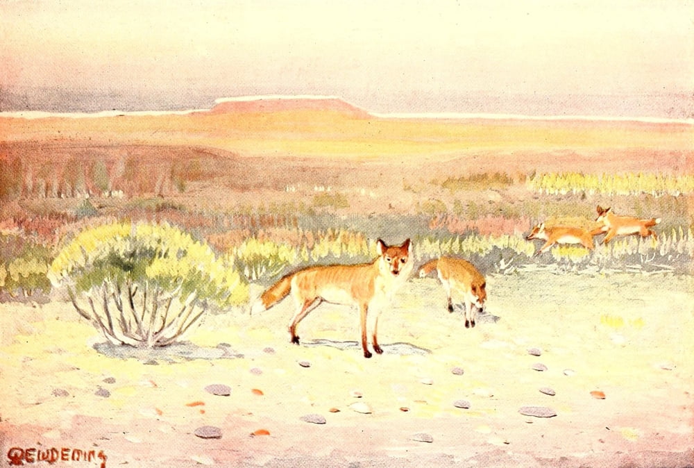 American Animal Life 1916 Red Foxes Canvas Art - EW Deming (24 x 36)