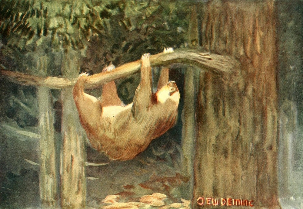 American Animal Life 1916 Sloth Canvas Art - EW Deming (24 x 36)