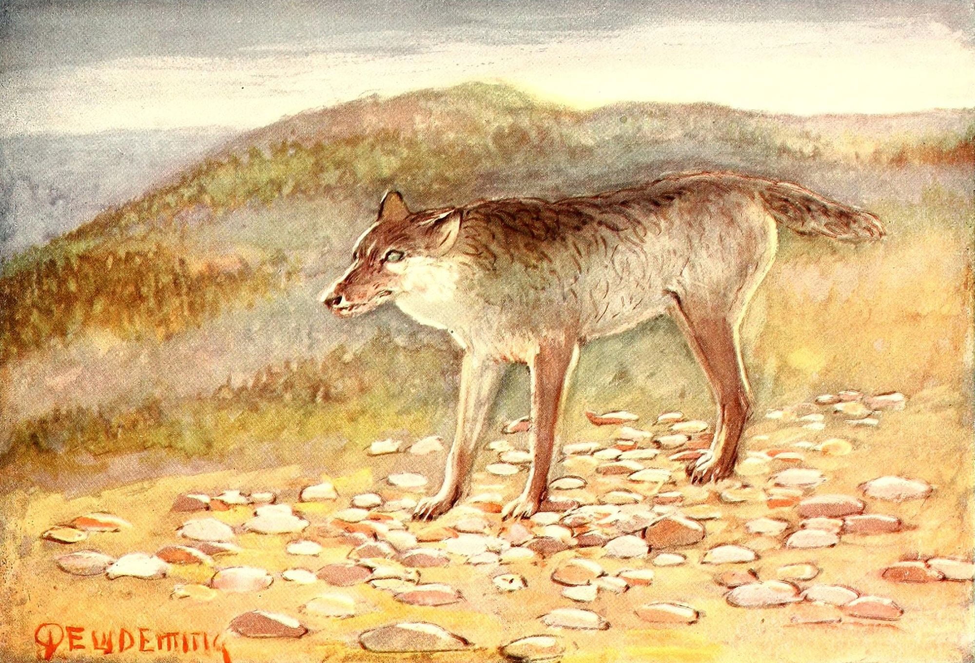 American Animal Life 1916 White Wolf Canvas Art - EW Deming (24 x 36)