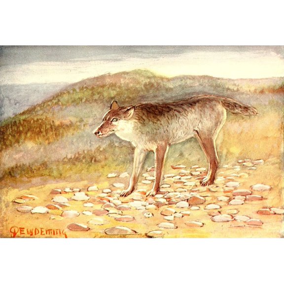 American Animal Life 1916 White Wolf Canvas Art - EW Deming (24 x 36)