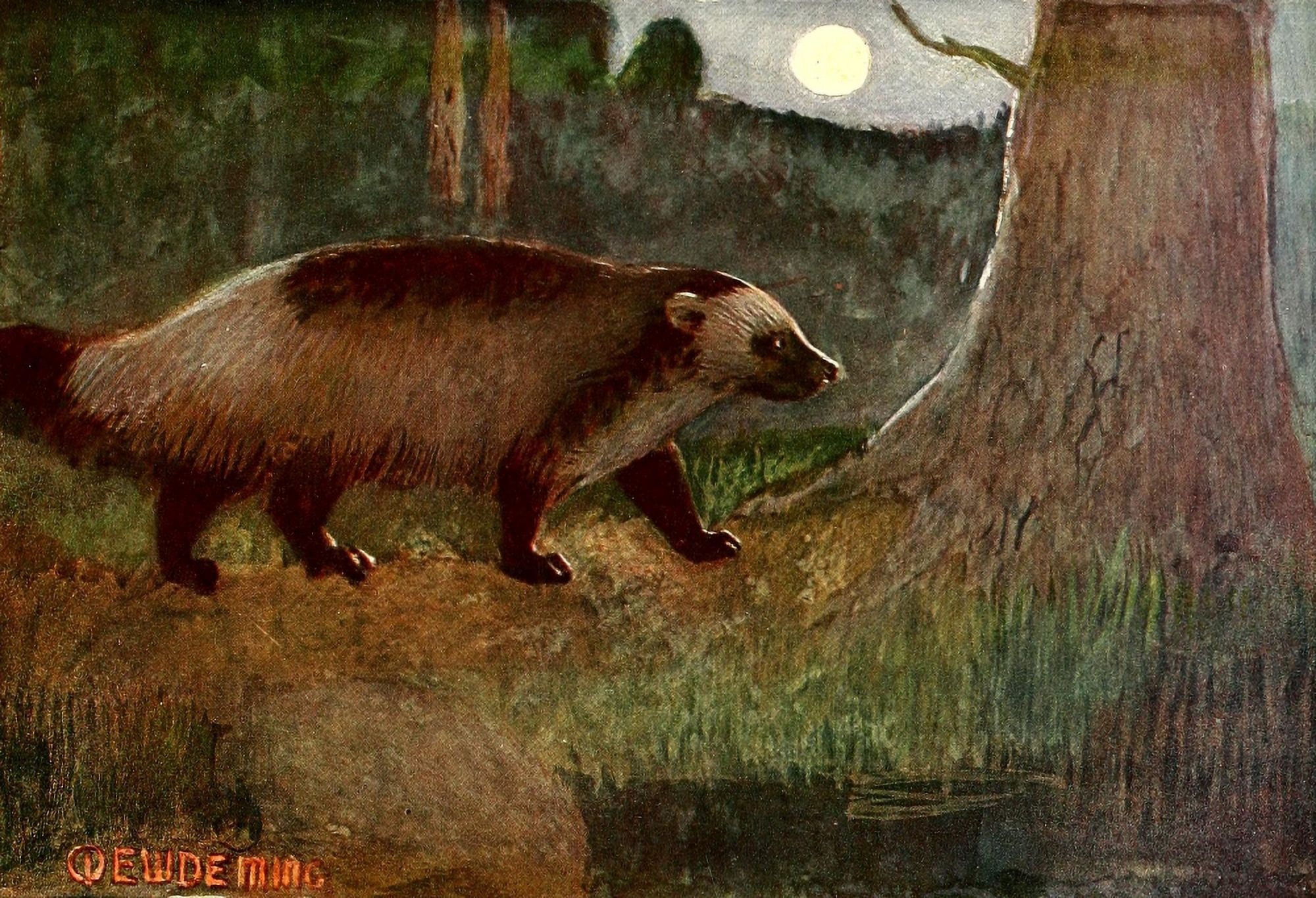 American Animal Life 1916 Wolverine Canvas Art - EW Deming (18 x 24)