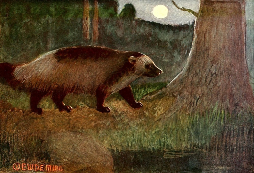 American Animal Life 1916 Wolverine Canvas Art - EW Deming (24 x 36)