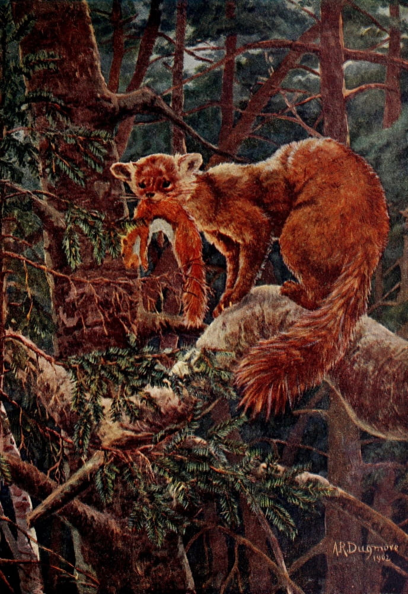 American Animals 1904 American Sable or Pine Marten Canvas Art - AR Dugmore (18 x 24)