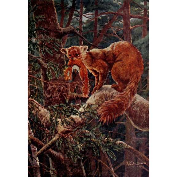 American Animals 1904 American Sable or Pine Marten Poster Print by A.R. Dugmore (24 x 36)