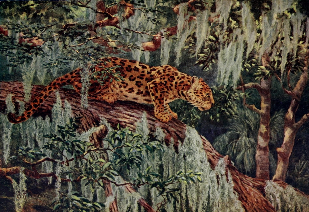 American Animals 1904 Jaguar Canvas Art - AR Dugmore (24 x 36)