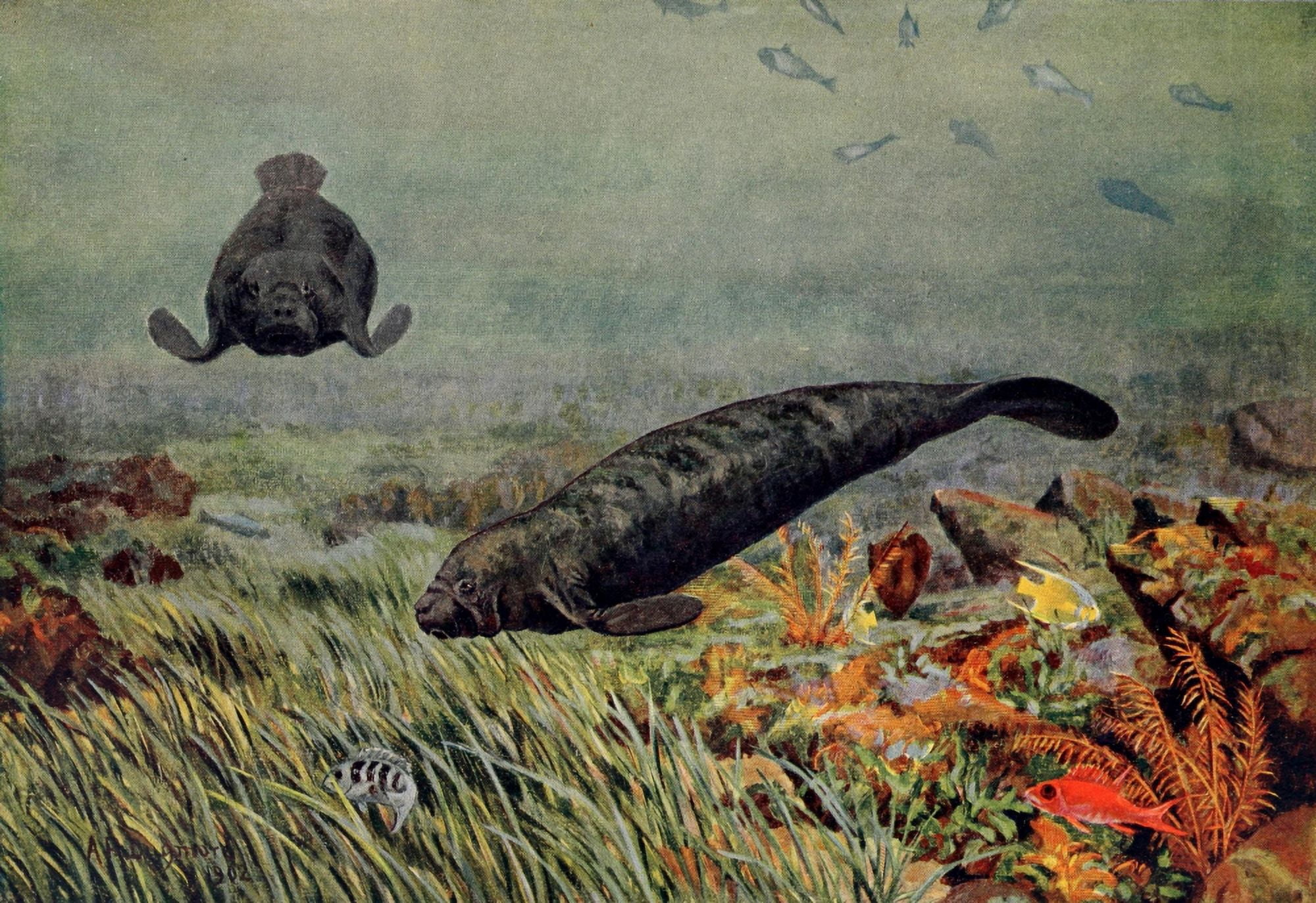 American Animals 1904 Manatees Canvas Art - AR Dugmore (18 x 24)