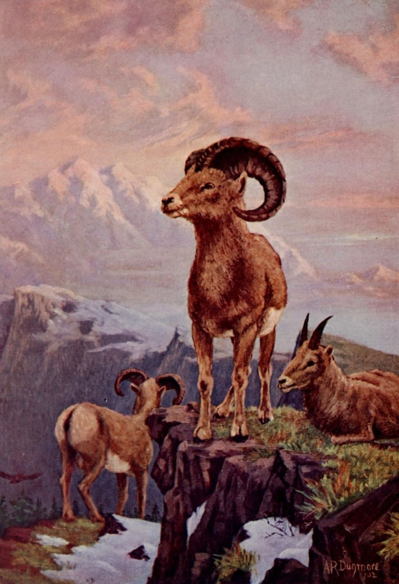 American Animals 1904 Mountain Sheep Canvas Art - AR Dugmore (18 x 24)