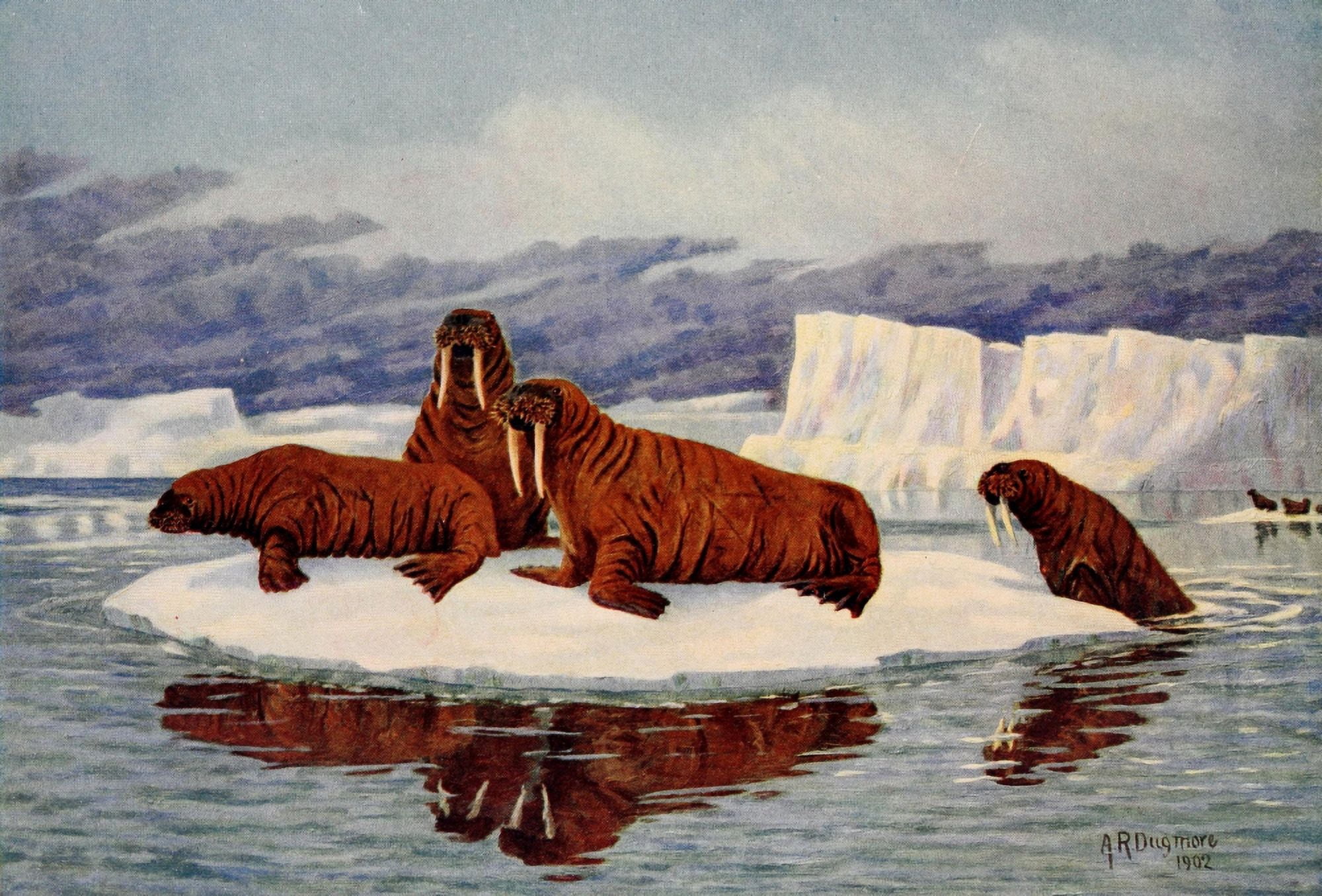 American Animals 1904 Walruses Canvas Art - AR Dugmore (24 x 36)