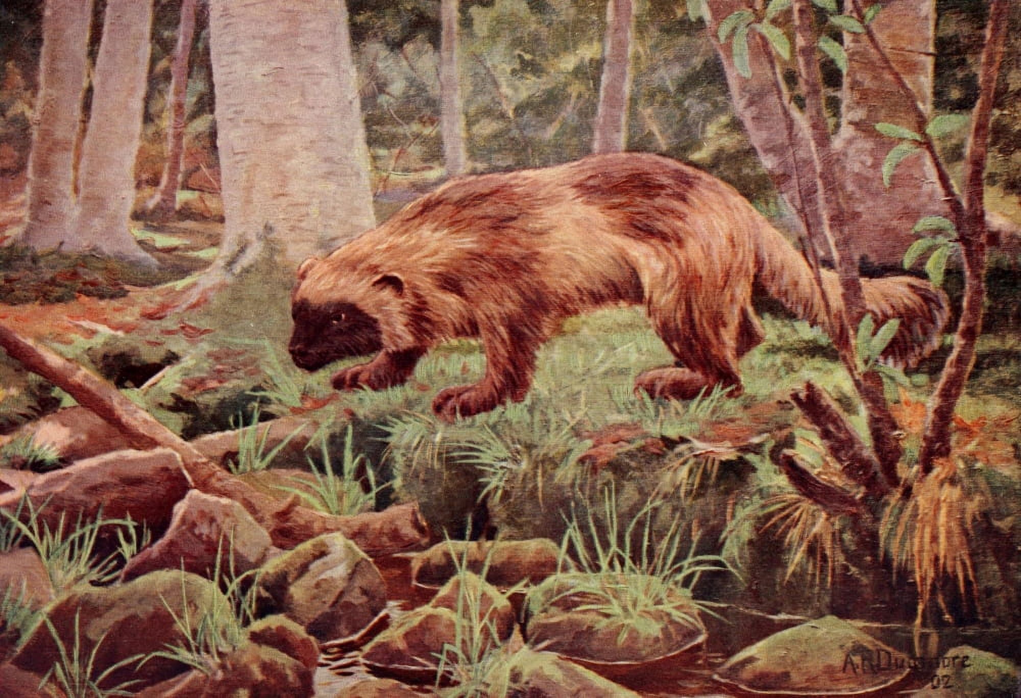 American Animals 1904 Wolverine Canvas Art - AR Dugmore (18 x 24)