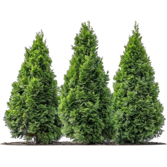 American Arborvitae Tree Seedling (1 Seedling) Thuja occidentalis White Cedar Live Seedling Hardy Evergreen Privacy Tree Eastern White Cedar for Landscaping