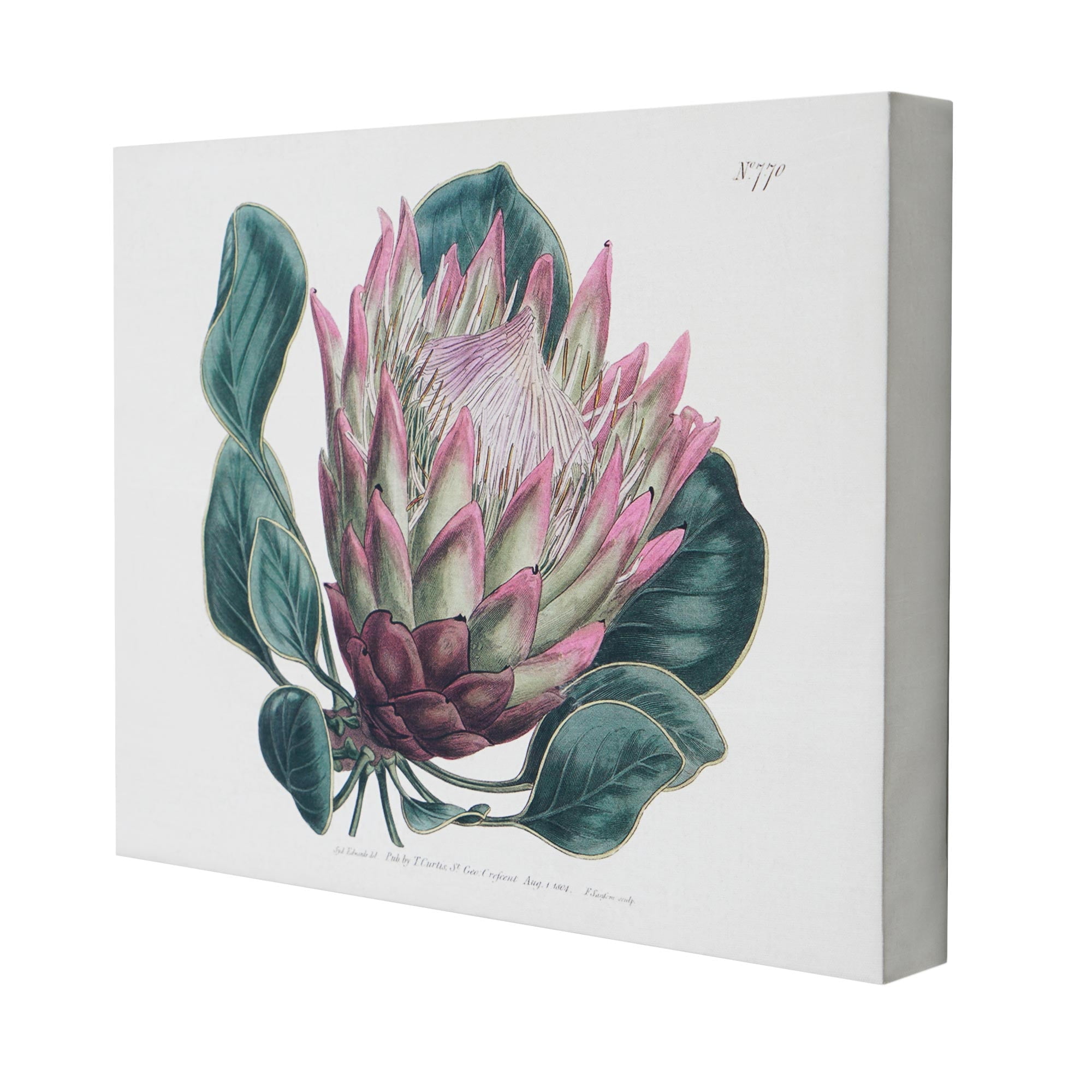 Dragon Leaf Flower Botanical Canvas Wall Art Print in Green and Purple